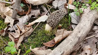 4/13/22 More morels in my backyard!!