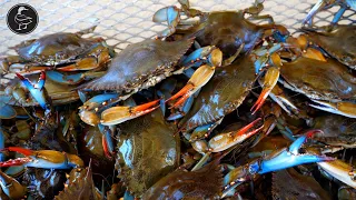 Louisiana Blue Crabs (Catch & Cook) HAND LINES!