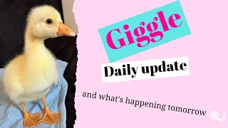 Giggle the gosling updates us on today and  tomorrow