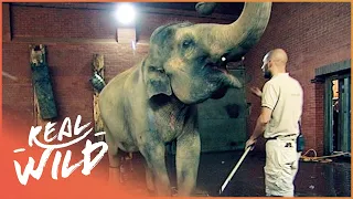 Artificial Elephant Pregnancy Excites Zoo Staff | Animal Madhouse E3 | Real Wild