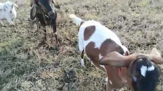 Покрытие нубийской козы