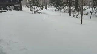 Шишига  по снегу