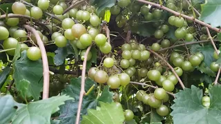 Triumph Muscadine 2020