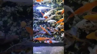 Fishes 🥰