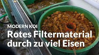 Michaels mehrere Mehrkammerfilter mit eisenhaltigem Wasser  | Modern Koi Blog #6457