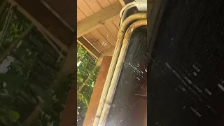 Huge spider in Jamaica🤯