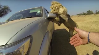 Lions Attack Car Full Of People