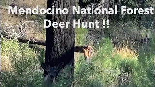 AZONE Deer Hunting | Mendocino National Forest |