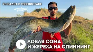 Ловля Сома и Жереха на спиннинг (Рыбалка в Узбекистане)