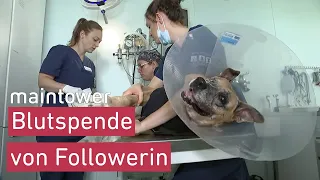 Im Einsatz in der Tierklinik I maintower