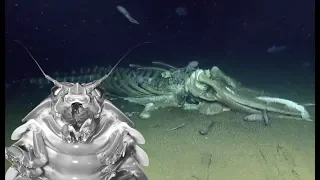 Whale Fall - Deepsea Oddities