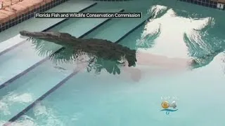 Homeowner Finds Floating Croc In Florida Keys Pool