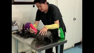 Matted cat groom tips for pros by CFMG