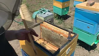 Качаю мед 🍯 Мед рекой течет☝️Первый опыт 🐝