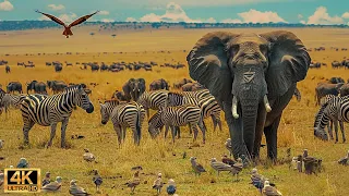 4K African Wildlife: Queen Elizabeth National Park,Uganda - Beauty of wild animals in Africa #12