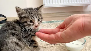 Rescued the lonely kitten in a busy street