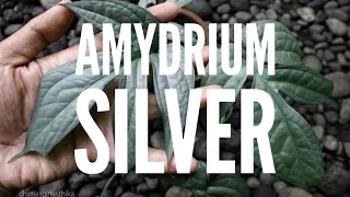 AMYDRIUM SILVER