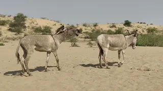 Donkeys enjoying in my village happy mood