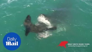 Jaw-dropping moment a great white shark catches a seal