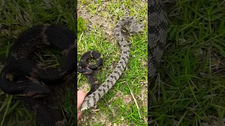 Diamondback (Right) and Broad-banded (Left) Watersnakes in the Swamp in Arkansas!