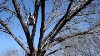 Toby the Tree Climbing Jack Russell at home