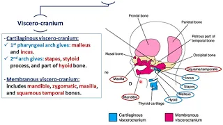 Development of skull - Dr. Ahmed Farid