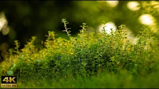 ASMR 4k ambient stormy windy skies from the garden 3D binaural audio