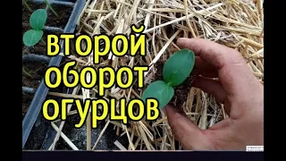 ВЫРАЩИВАНИЕ ВТОРОГО ОБОРОТА ОГУРЦОВ