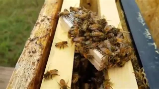 How to tell if hive will accept new mated queen I demonstrate how