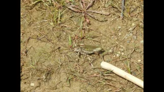 Lancet Clubtail emerge sequence 22 seconds