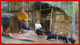 Finishing the kitchen bamboo wall, harvesting cassava to cook food for pigs. Free Life (ep 156)