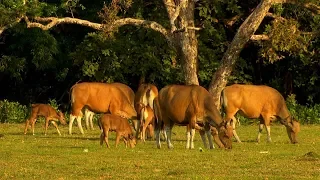 Ujung Kulon National Park Java Indonesia