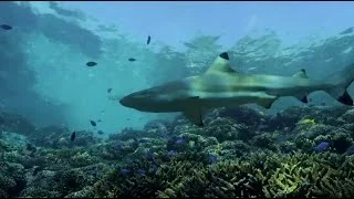 Swimming with Shallow Reef Sharks