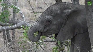 Moment Of The Week: Learning how to be an elephant!