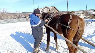 Harnessing a horse.