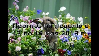 Расклад Таро. Прогноз на неделю с 13 по 19 мая 2019 г.