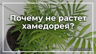 Почему не растет хамедорея? | toNature.Info