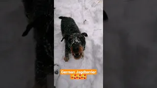 German Jagdterrier 🥰🥰🥰