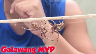 Derby Size Spider -Fastest Kill -Matalinong Gagamba -Largest