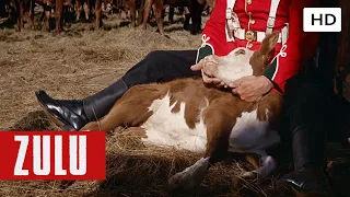 Tommy & His Calf | Best Moments | Zulu | HD
