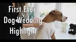 My Dog Gets Married! First Ever Dog Wedding Highlight MUST WATCH