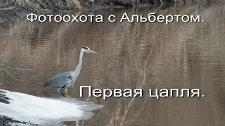 Фотоохота с Альбертом.  Первая цапля.