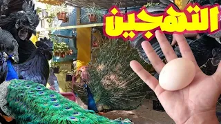 فحص بيض الطاووس🤫/نتيجة تهجين الدجاج مع الطاووس .. ؟