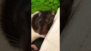 Sleepy cute Rat #shorts