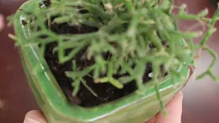 Rhipsalis Collection | Help me Identify my Rhipsalis