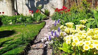 Прогулянка садом 28 квітня|Цвітуть тюльпани|Перші шкідники в садку