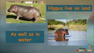 All about Hippos for kids : Hippopotamus for children : Happy learning