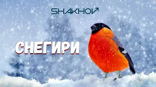 SHAKHOV - Снегири [Official Mood Video]