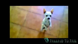 Epic Dance - Chihuahua Dancing Flamenco || F2F