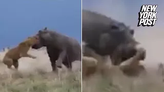 Hippo Grabs Lion By Its Head and Shows It Who's King | New York Post